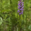 Brudsporre (Gymnadenia conopsea)