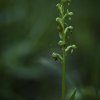_Grönkulla Coeloglossum viride)