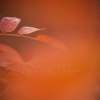 _70F0247