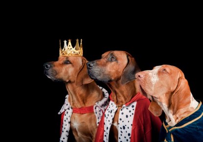 Copyright: Doggystalj-www.doggystajl.net