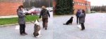 Hundmedborgartest
