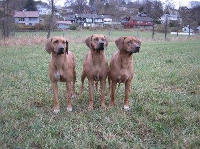 Kiara, Emelina, Mila