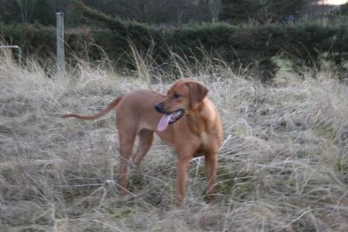 Calypso