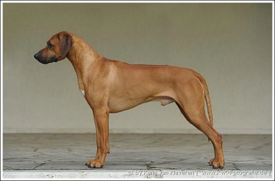 C.I.B NW-10 BISS 2008 NuCh SEUCh DKUch FinUch LaCh EstCh NordicCh NordicW -08 FinW-08 Kangelani's Gentle Thanzi by Clay