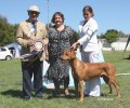 Copyright Showdogs