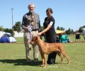 Copyright Showdogs