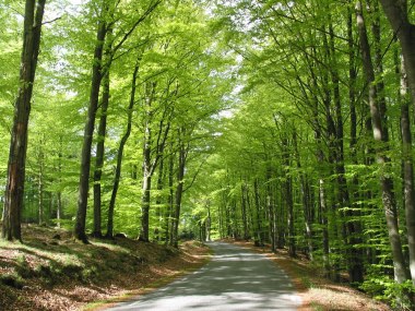 Den skånska bokskogen i skir grönska.
