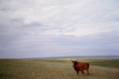 Montana 2004
