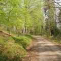 underbara skogsvägar