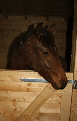 Mini-mys är stor tjej o bor i egen box