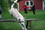 Jaktlydnadskurs våren 2011 (14)