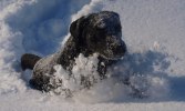 Tage pulsar snö