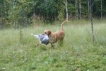 sommaren 2009 232