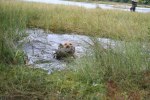 sommaren 2009 242