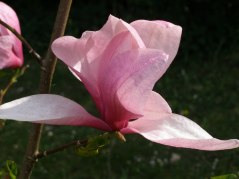 Magnolia Galaxy