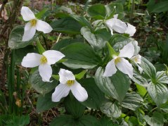 Trillium, stort treblad