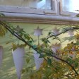 Punschveranda