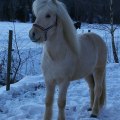 Seifur