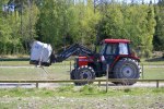 Landi kval på Dirhuvud 096