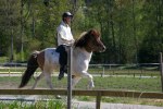 Landi kval på Dirhuvud 028