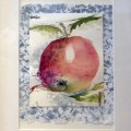 Malus domestica