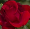 IMG_6808 copy