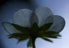 _MG_3137 copy