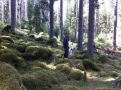 Mossbelupna stenar