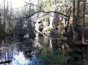 Skogstjärnen