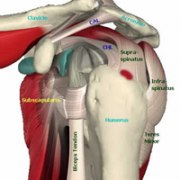 Supraspinatus tendinos