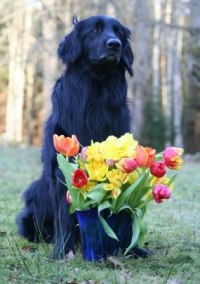 Foto © Hässlehoffs Kennel