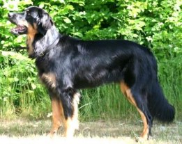 Foto ©: Hässlehoffs Kennel