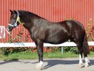 Premiering Enköping 307-2