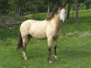 grynet framfirån