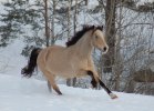 Nyar-2010-225-2
