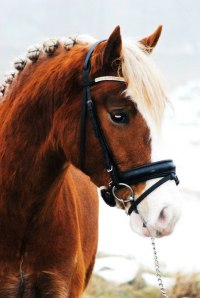 Foto ©: Caroline Goiting