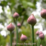 Blommor Morsdag 30 maj 2010 007