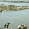 Galterö