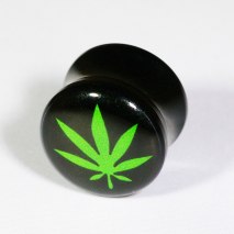 Plugg Planta