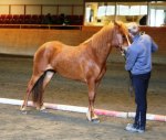 Bíða frá Ríp 5 år Tot: 7,86