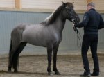 Vaka frá Ríp 6 år Tot: 7,93