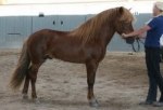 Balthasar från Sundsberg  5 år  Tot: 8,08