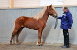 Mozart från Sundsberg 4 år Tot 8,18