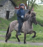Isafold från Sundsberg  6 år Tot 7.,83