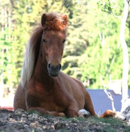 Diva Maj 2011