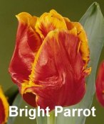 Bright parrot