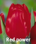 Red power