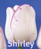 Shirley
