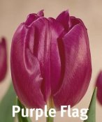 Purple flag