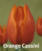Orange Cassini